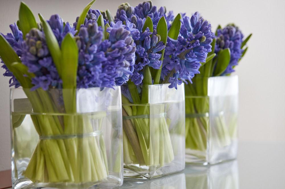 Plaza On The River London Exterior photo Hyacinth
